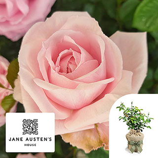 Gift Wrapped Harkness Rose 'Jane Austen's Emma' �