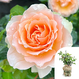Gift Wrapped Harkness The Rob Burrow CBE Rose