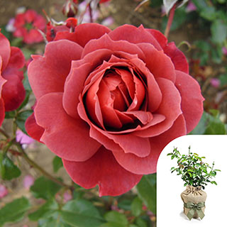 Gift Wrapped Rose 'Hot Chocolate'