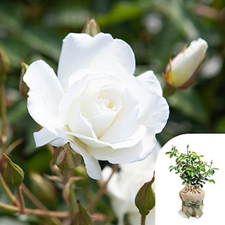 Gift Wrapped Rose 'Iceberg'