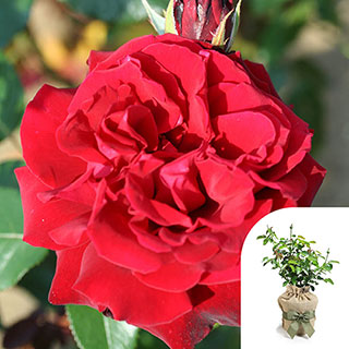 Gift Wrapped Rose 'Loving Memories' �