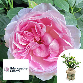 Gift Wrapped Harkness 'The Menopause Charity Rose'
