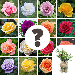 Gift Wrapped 'Nurseryman's Choice' Rose