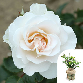 Gift Wrapped Harkness Rose 'Margaret Merril' �