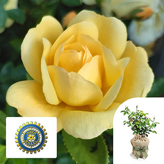 Gift Wrapped Harkness Rose 'Margarette Golding'