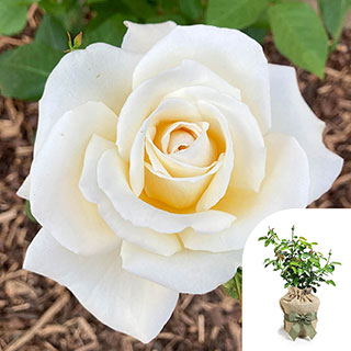 Gift Wrapped Harkness Rose 'Mary Berry' �