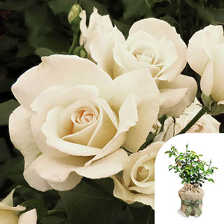 Gift Wrapped Harkness Rose 'Friendship' �