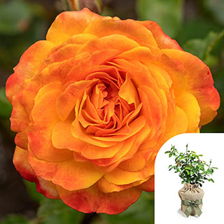 Gift Wrapped Rose of the Year 2024 'Meteor'