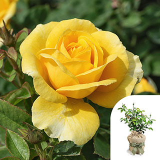 Gift Wrapped Harkness Rose 'Our John' �