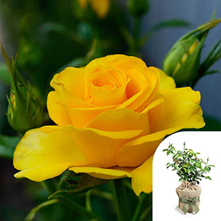Gift Wrapped Harkness Rose 'You Are My Sunshine' �