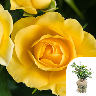 Gift Wrapped Harkness Rose 'The Brownie'