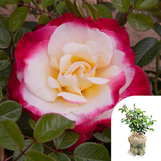 Gift Wrapped Rose 'Nostalgia'