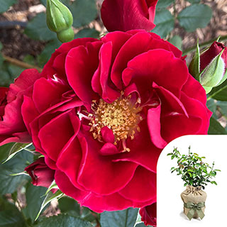Gift Wrapped Harkness Rose 'Paisley Abbey'