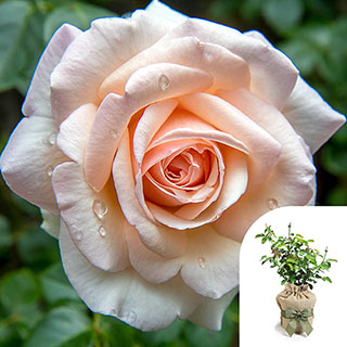 Gift Wrapped Harkness Rose 'Pearl Abundance'