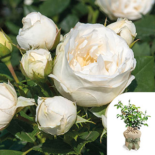 Gift Wrapped Rose 'Lovely Lauren'