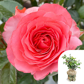 Gift Wrapped Harkness Rose 'Best Friends Forever'