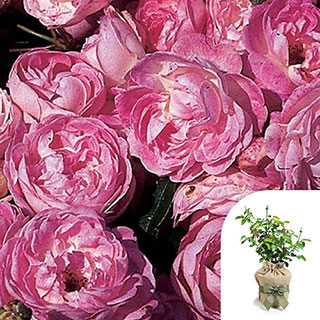 Gift Wrapped Harkness Rose 'Pearl Wedding 30th Anniversary' �