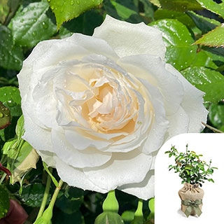 Gift Wrapped Harkness Rose 'With Love' �
