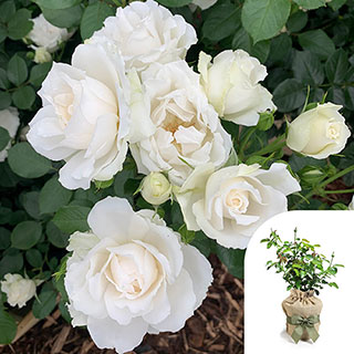 Gift Wrapped Harkness Rose 'Diana, Princess of Wales'