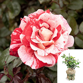 Gift Wrapped Rose 'Raspberry Ripple' (Papageno)