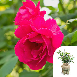 Gift Wrapped Harkness Rose 'Special Son' �