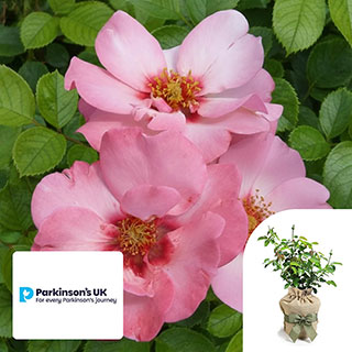 Gift Wrapped Harkness Rose 'Parkinson's Resilience'