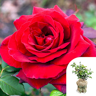 Gift Wrapped Rose 'Royal William'
