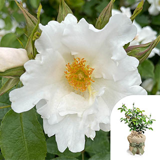 Gift Wrapped Harkness Rose 'Crystal Wedding 15th Anniversary' �