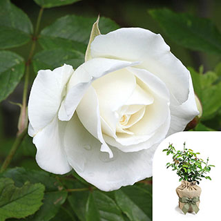 Gift Wrapped Harkness Rose 'Snowcap'