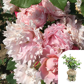 Gift Wrapped Rose 'Sophie Rochas'