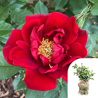 Gift Wrapped Harkness Rose 'Special Dad' �