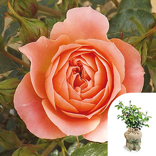 Gift Wrapped Harkness Rose 'Sweet Wonder'