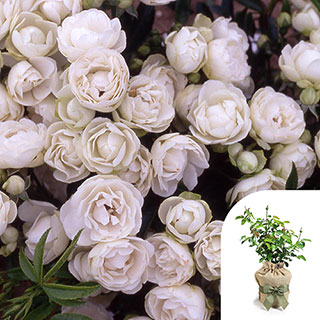 Gift Wrapped Harkness Rose 'Paper 1st Wedding Anniversary' �