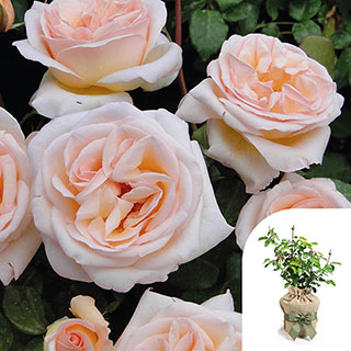 Gift Wrapped Harkness Rose 'Many Happy Returns' �