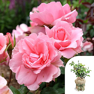 Gift Wrapped Rose 'You're Beautiful'