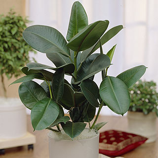 Rubber Plant Ficus elastica 'Robusta'
