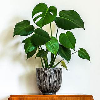 'Swiss Cheese Plant' Monstera