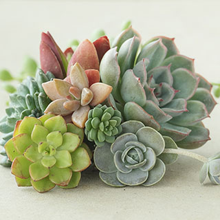 Indoor Succulents Mix