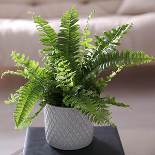 Nephrolepis exaltata 'Green Moment' - Boston Fern