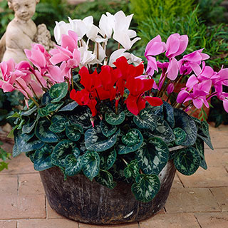 Autumn Cyclamen Mix