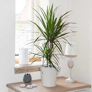 Dracaena marginata