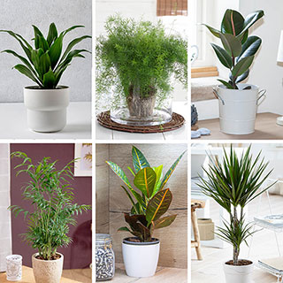 Houseplant Variety Mix