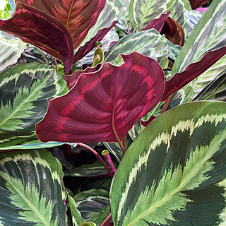 Prayer Plant Calathea 'Medallion'