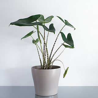Alocasia Zebrina