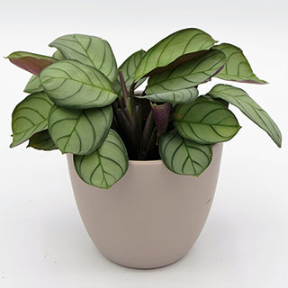 Ctenanthe burle-marxii