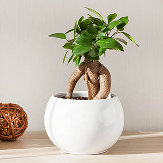 Ficus microcarpa Ginseng