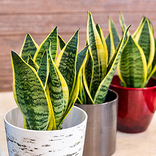 Sansevieria Laurentii 'Snake Plant'