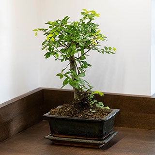 Bonsai Tree 'Zelkova'