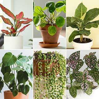 Homely Houseplant Collection