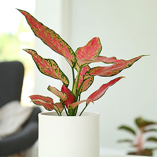 Aglaonema Red Zirkon